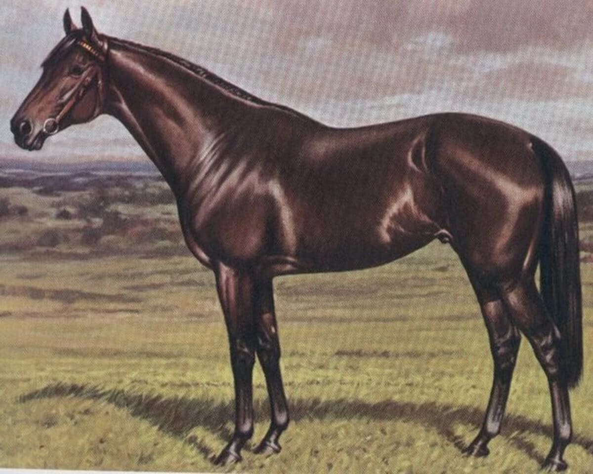 Claddagh bred in 1974