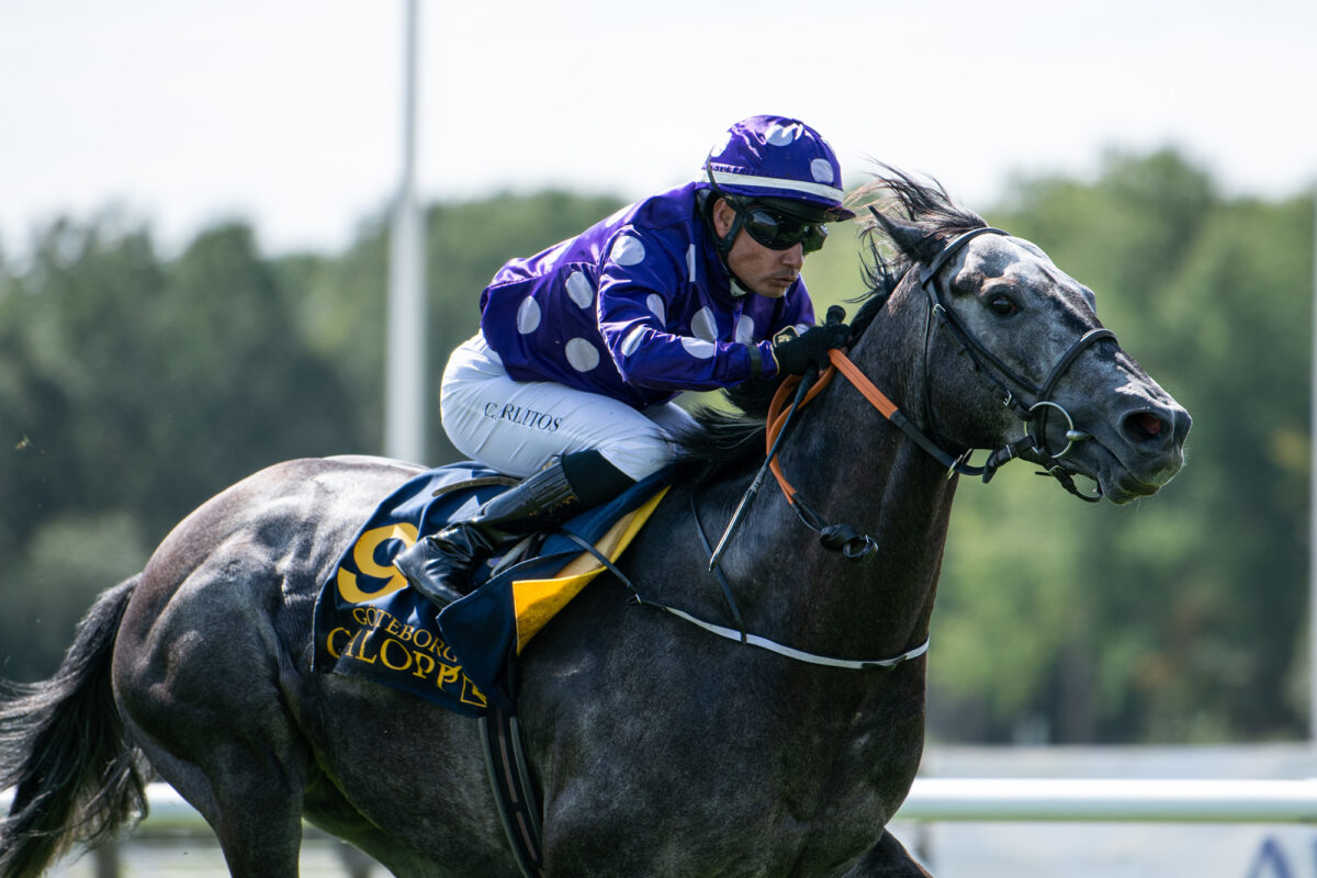 Grey Tycoon