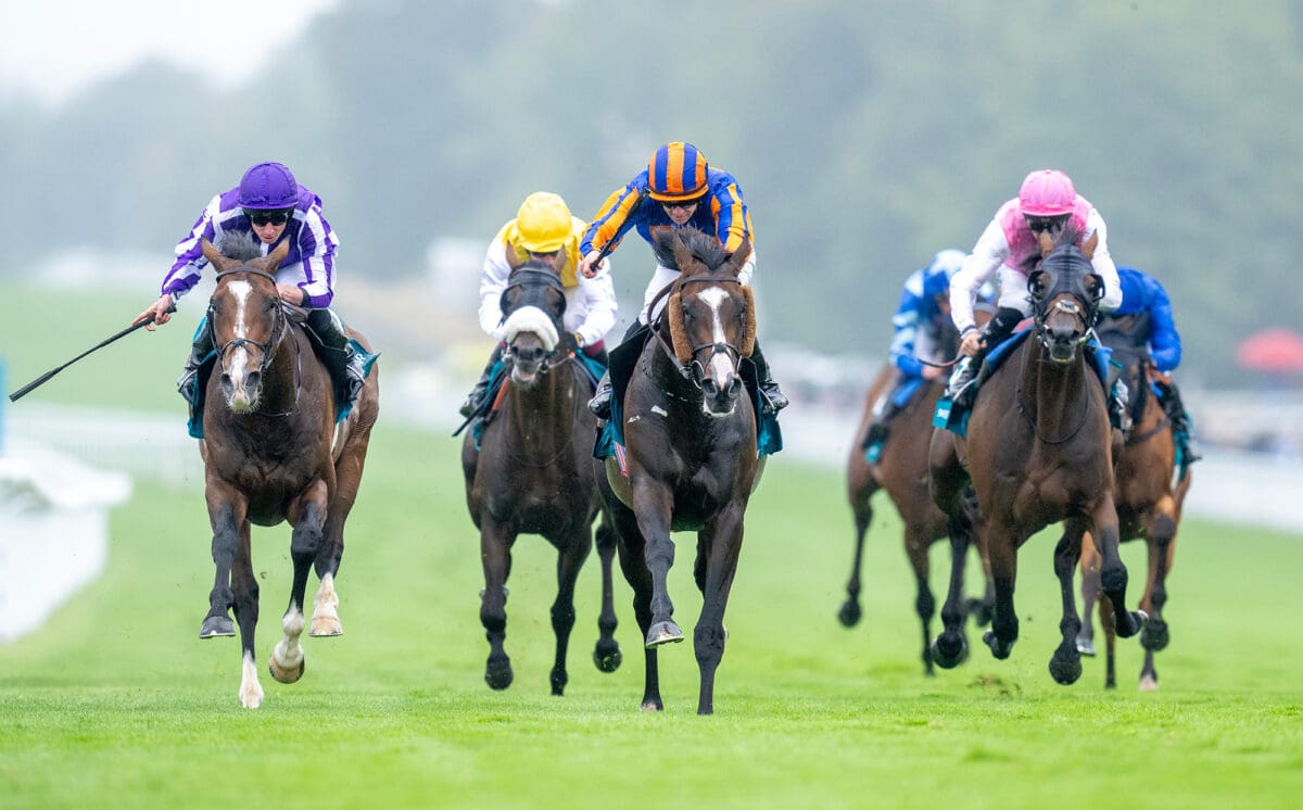 Scandinavia i Goodwood Cup