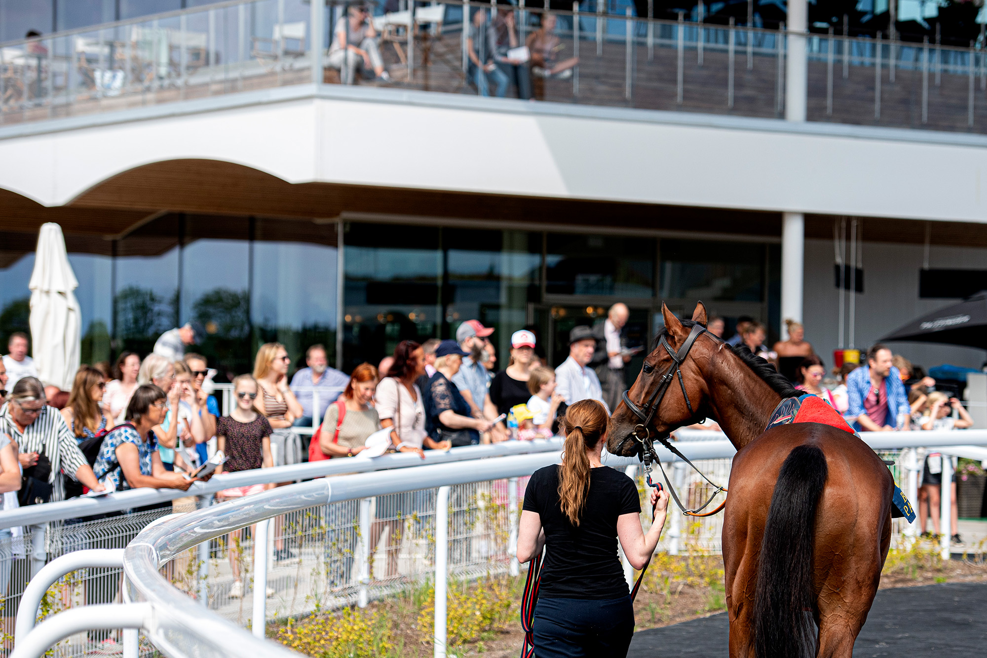 Dags för den danska åringsauktionen - Jockey Klubben