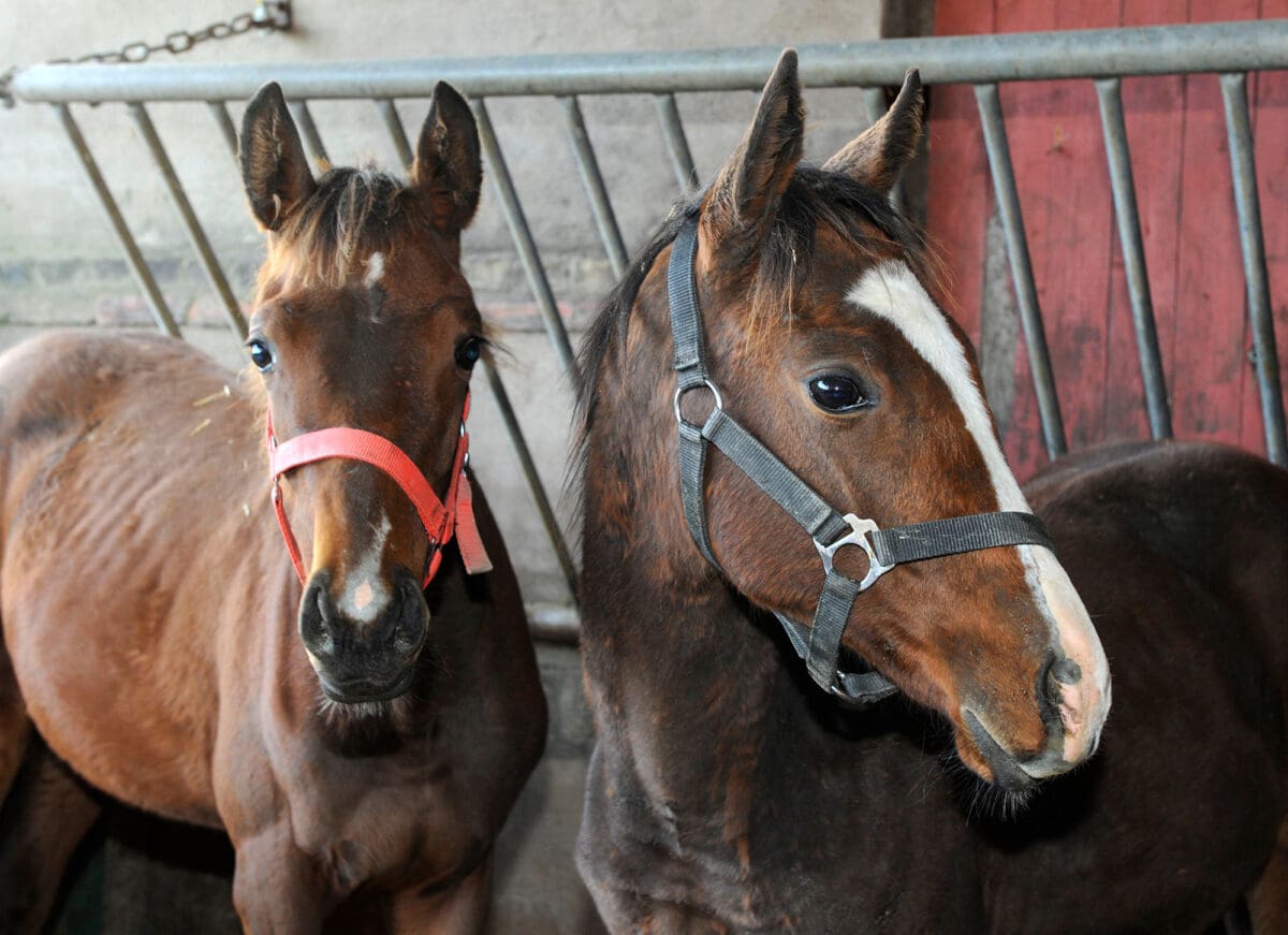 TOPPBILD Tranberga foals