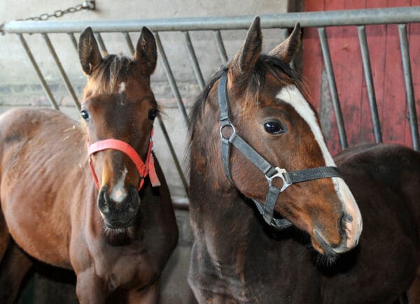 TOPPBILD Tranberga foals